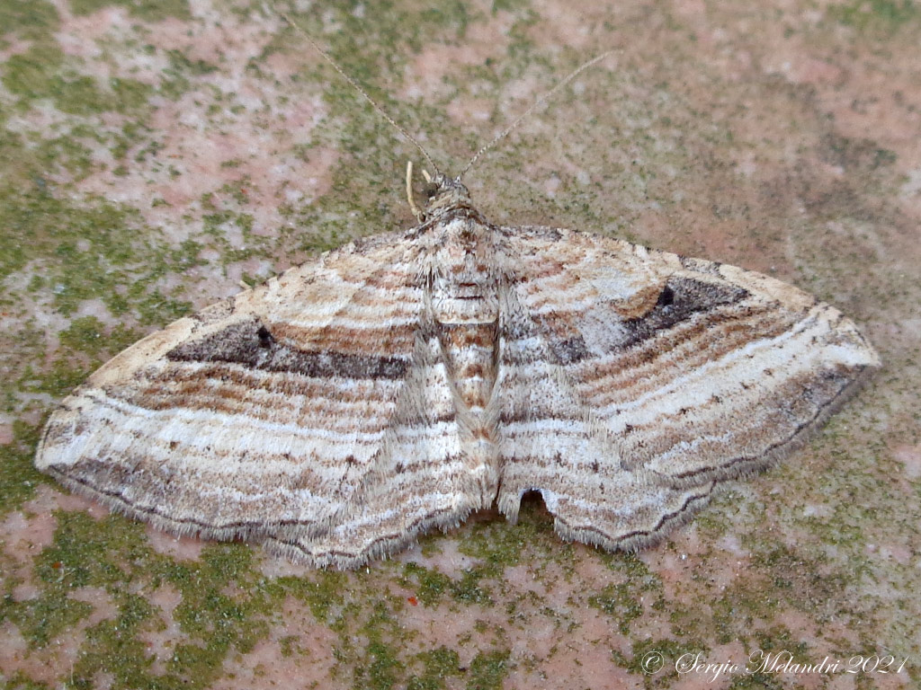 Costaconvexa polygrammata - Geometridae
